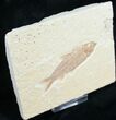 Knightia Fossil Fish - Wyoming #7547-1